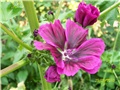 Crni sljez -  lat. Malva silvestris L. 